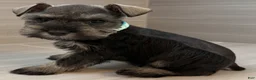Miniature Schnauzer dogs for sale: Trixie - Ad 2
