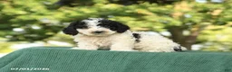 Miniature Poodle dogs for sale: Chip - Ad 1