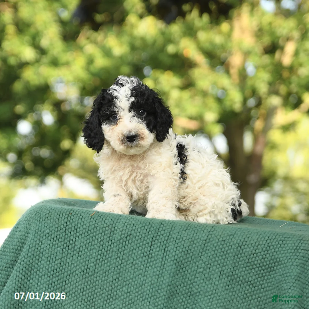Miniature Poodle dogs for sale: Chip - Ad 1
