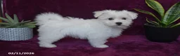 Maltese dogs for sale: Jaylon - Ad 9