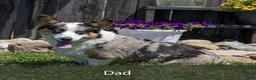 Welsh Corgi Pembroke dogs for sale: Henry - Ad 9