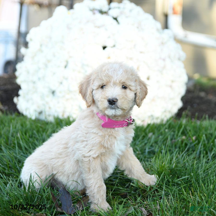 Goldendoodle dogs Brindy - Ad 13