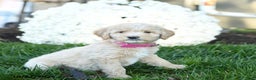 Goldendoodle dogs for sale: Brindy - Ad 1