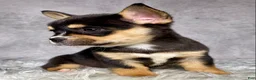 Mixed Breed dogs for sale: Miss Sadie  - Ad 15