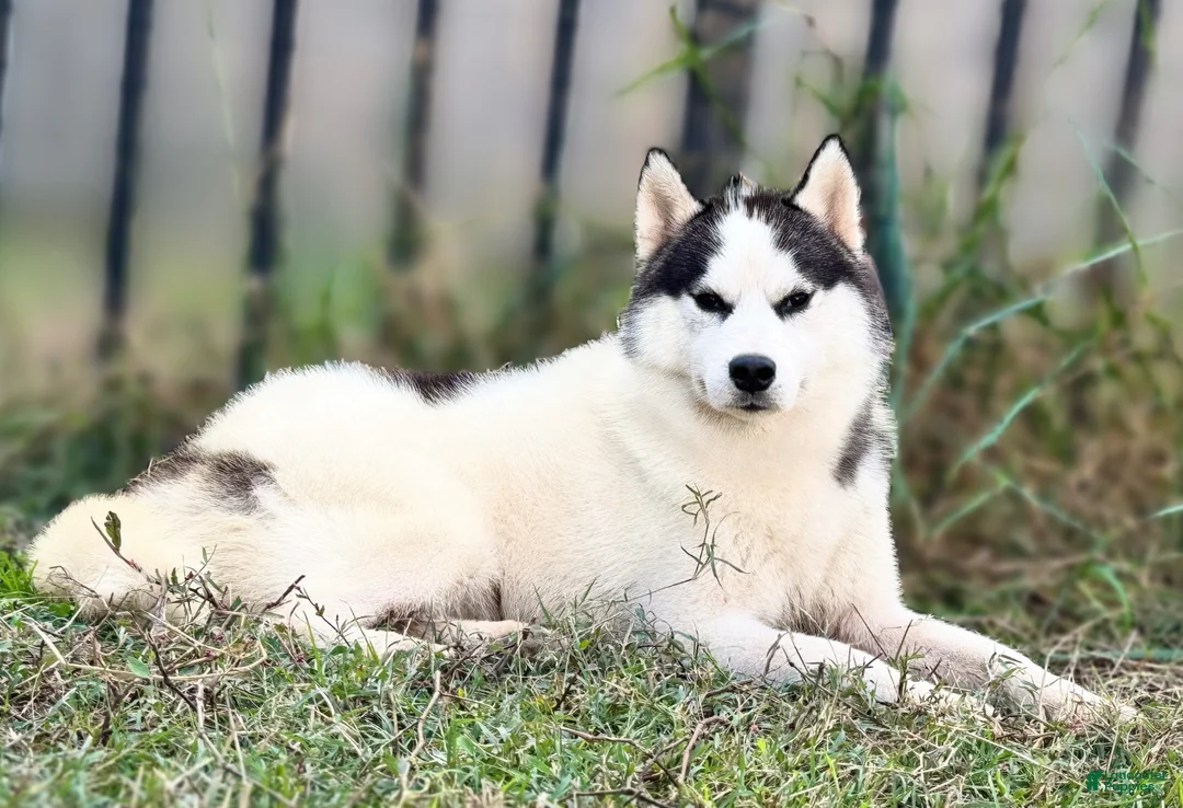 Siberian Husky dogs for stud: AKC GCH sired  - Ad 4