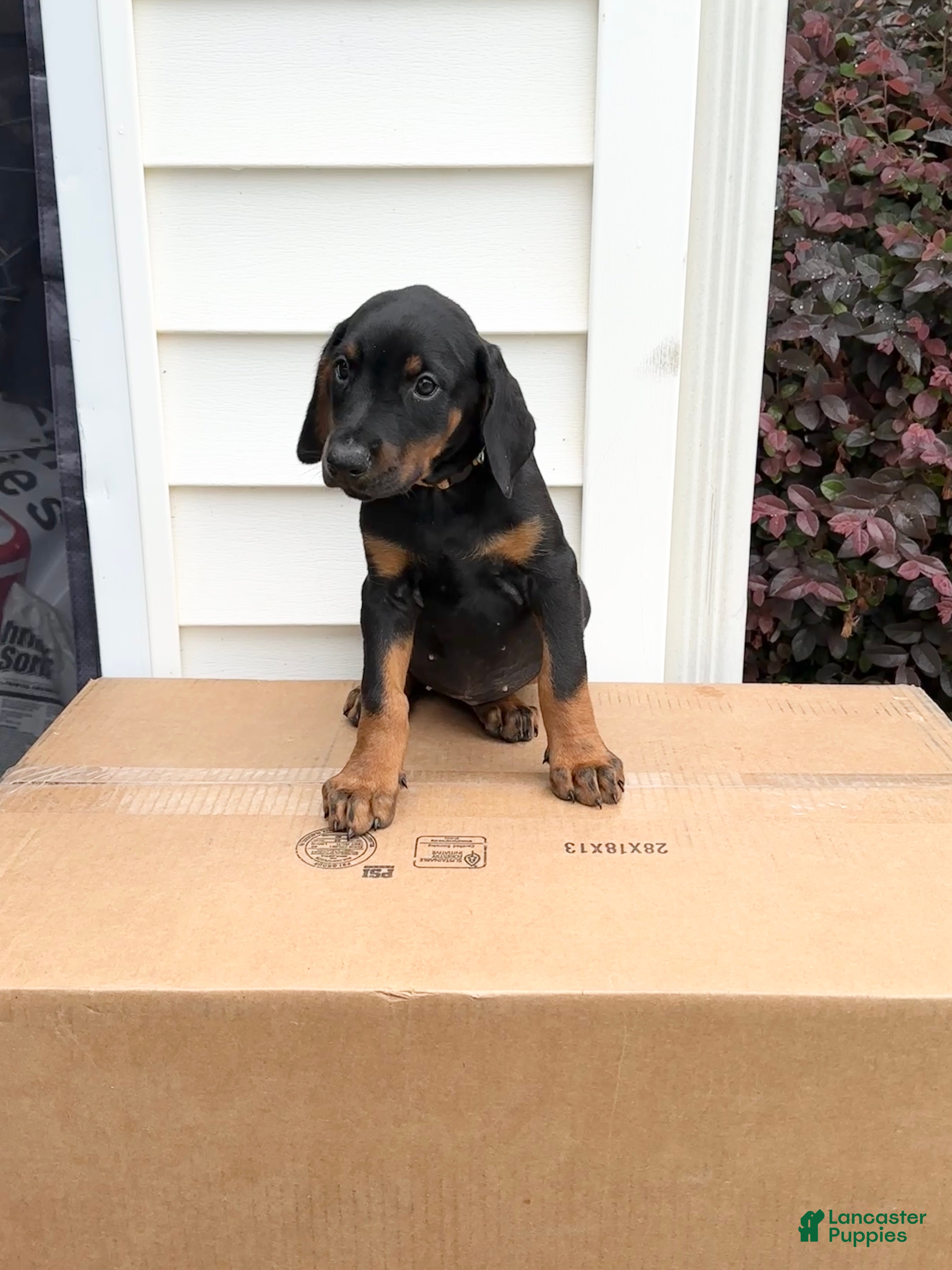 Doberman Pinscher dogs Nina - Ad 8