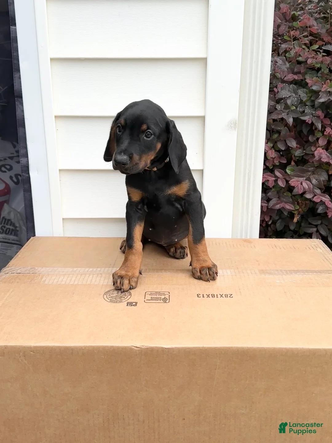 Doberman Pinscher dogs for sale: Nina - Ad 1