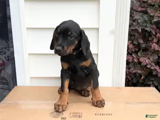 Doberman Pinscher dogs Nina - Ad 10