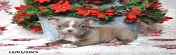 Frenchton dogs for sale: Joy - Ad 15