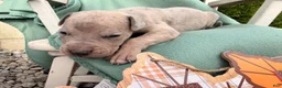 Great Dane dogs for sale: Ozzy  - Ad 3