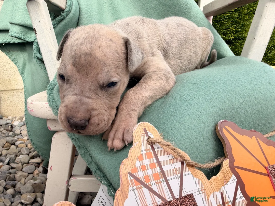 Great Dane dogs for sale: Ozzy  - Ad 3