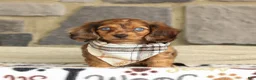 Miniature Dachshund dogs for sale: Savannah - Ad 1