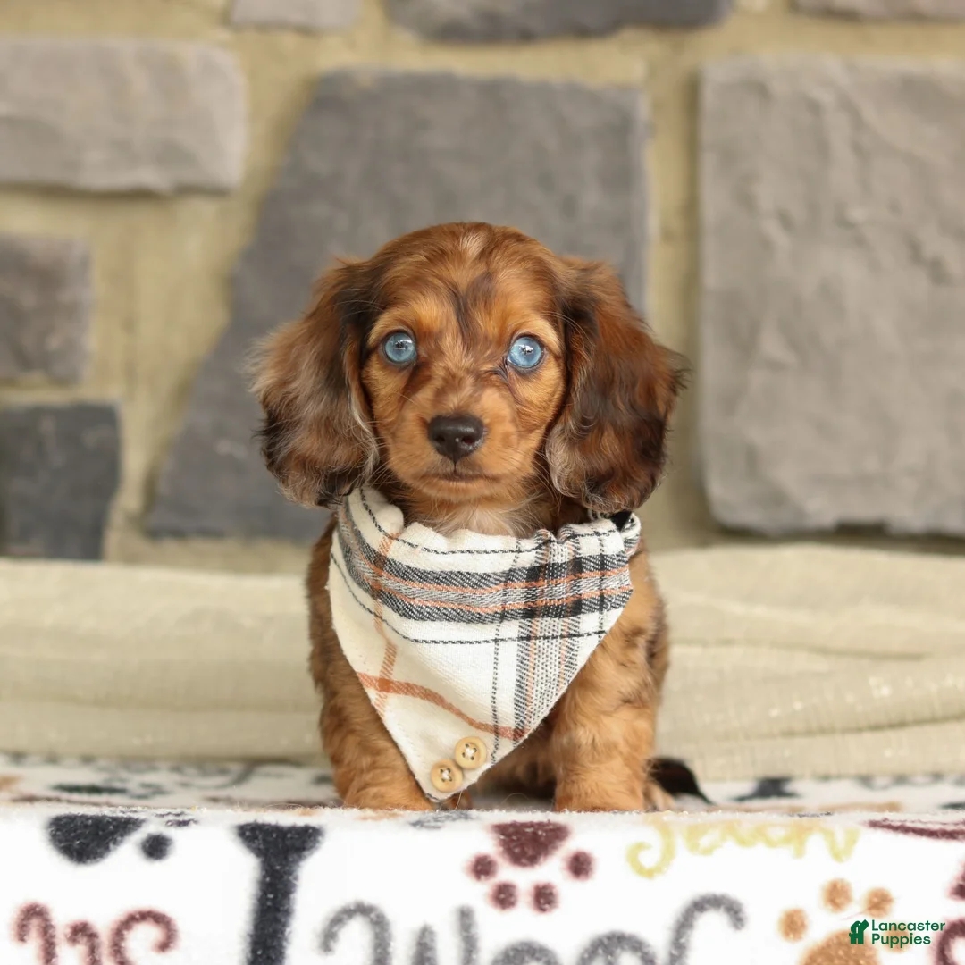 Miniature Dachshund dogs for sale: Savannah - Ad 1