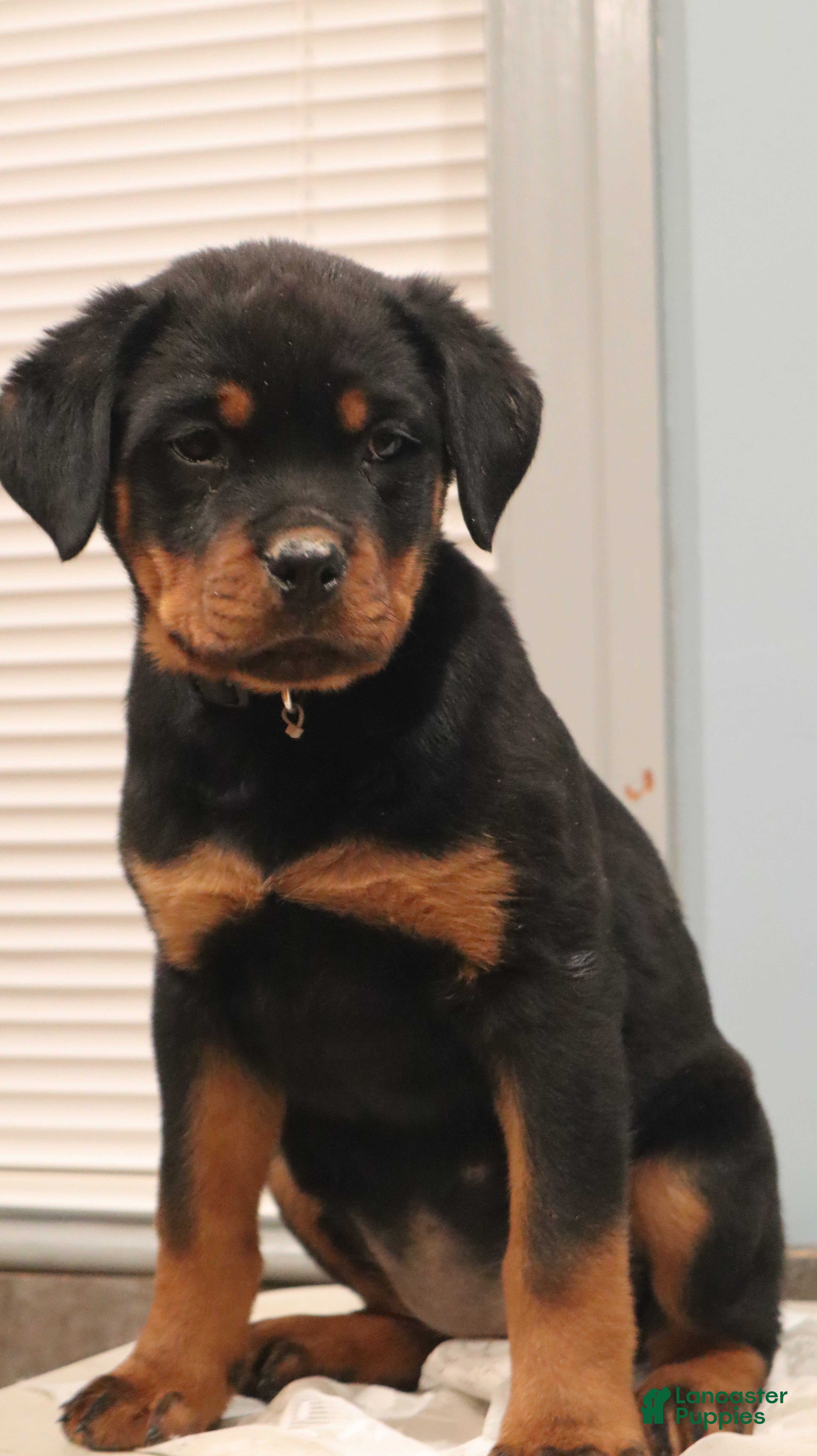 Rottweiler dogs Astra - Ad 9