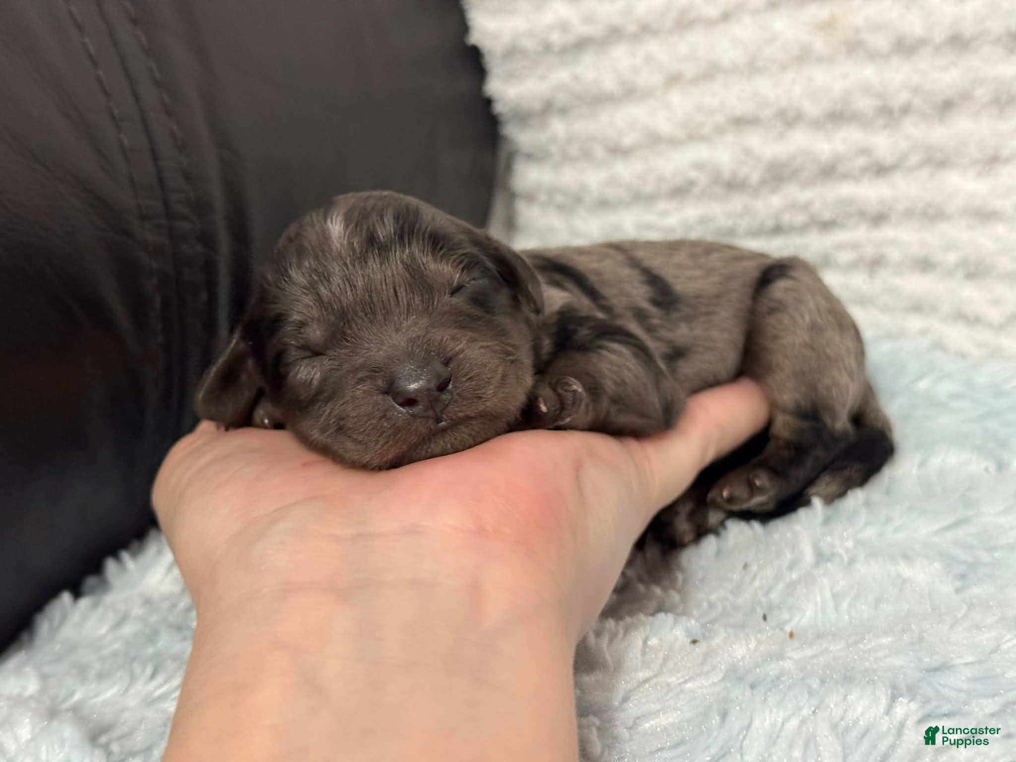 Cavapoo dogs Ziggy - Ad 27