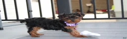 Yorkiepoo dogs for sale: Elsa  - Ad 8