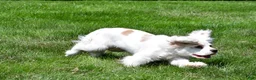 Cockapoo dogs for sale: cj - Ad 8
