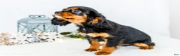 Cavalier King Charles Spaniel dogs for sale: Cocoa - Ad 3