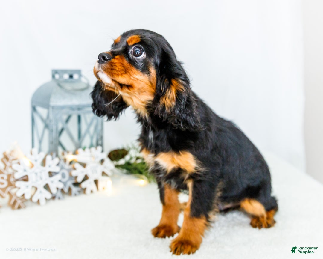 Cavalier King Charles Spaniel dogs for sale: Cocoa - Ad 3