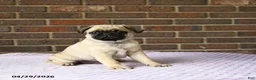 Pug dogs for sale: Waddles - Ad 2