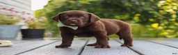 Labrador Retriever dogs for sale: Echo - Ad 4