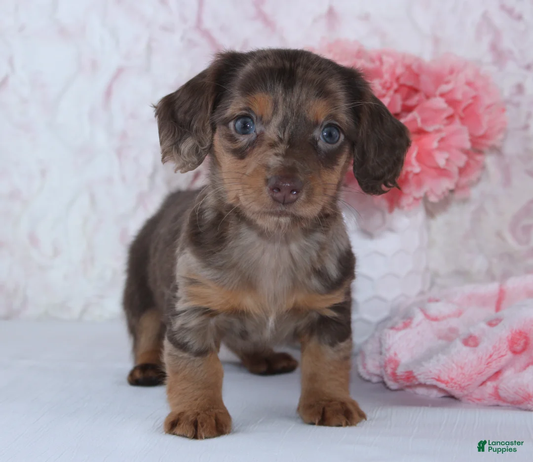 Miniature Dachshund dogs for sale: Becca - Ad 2