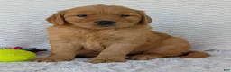 Golden Retriever dogs for sale: Miss Honey  - Ad 11