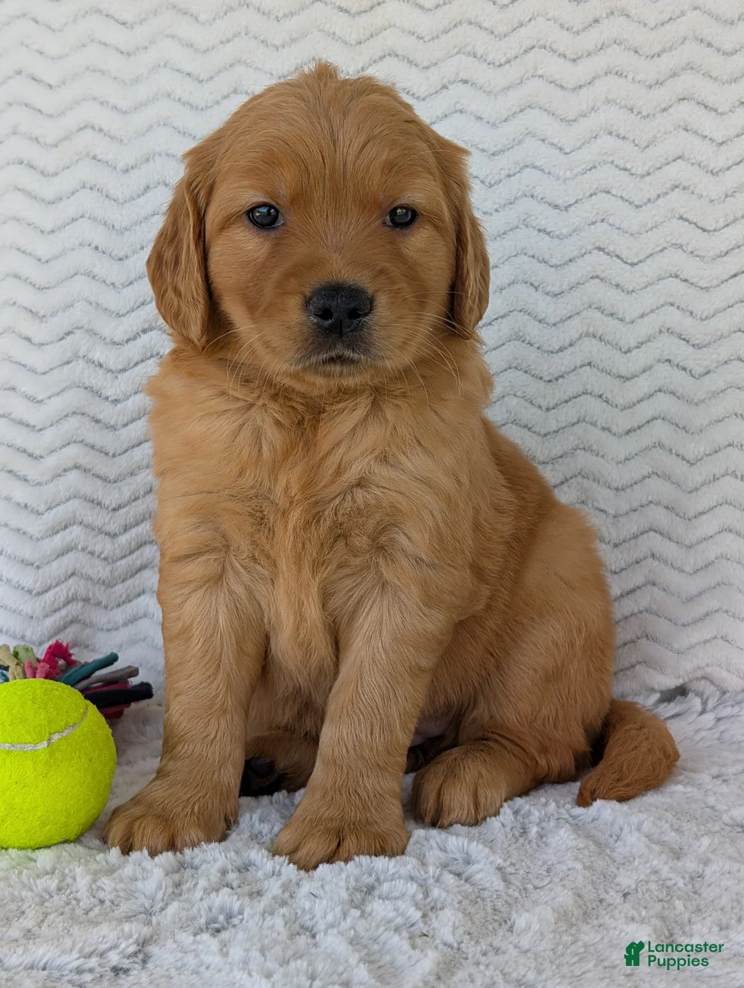 Golden Retriever dogs for sale: Miss Honey  - Ad 11