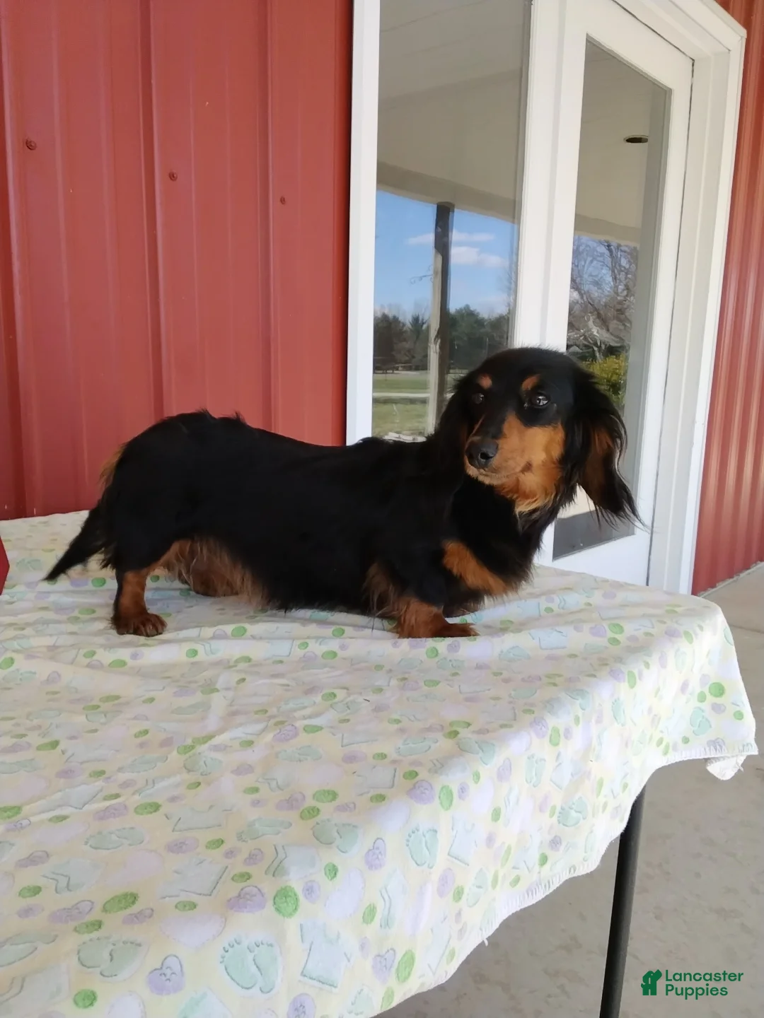 Miniature Dachshund dogs for sale: Fiona - Ad 4