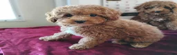 Cavapoo dogs for sale: Kenderick - Ad 5