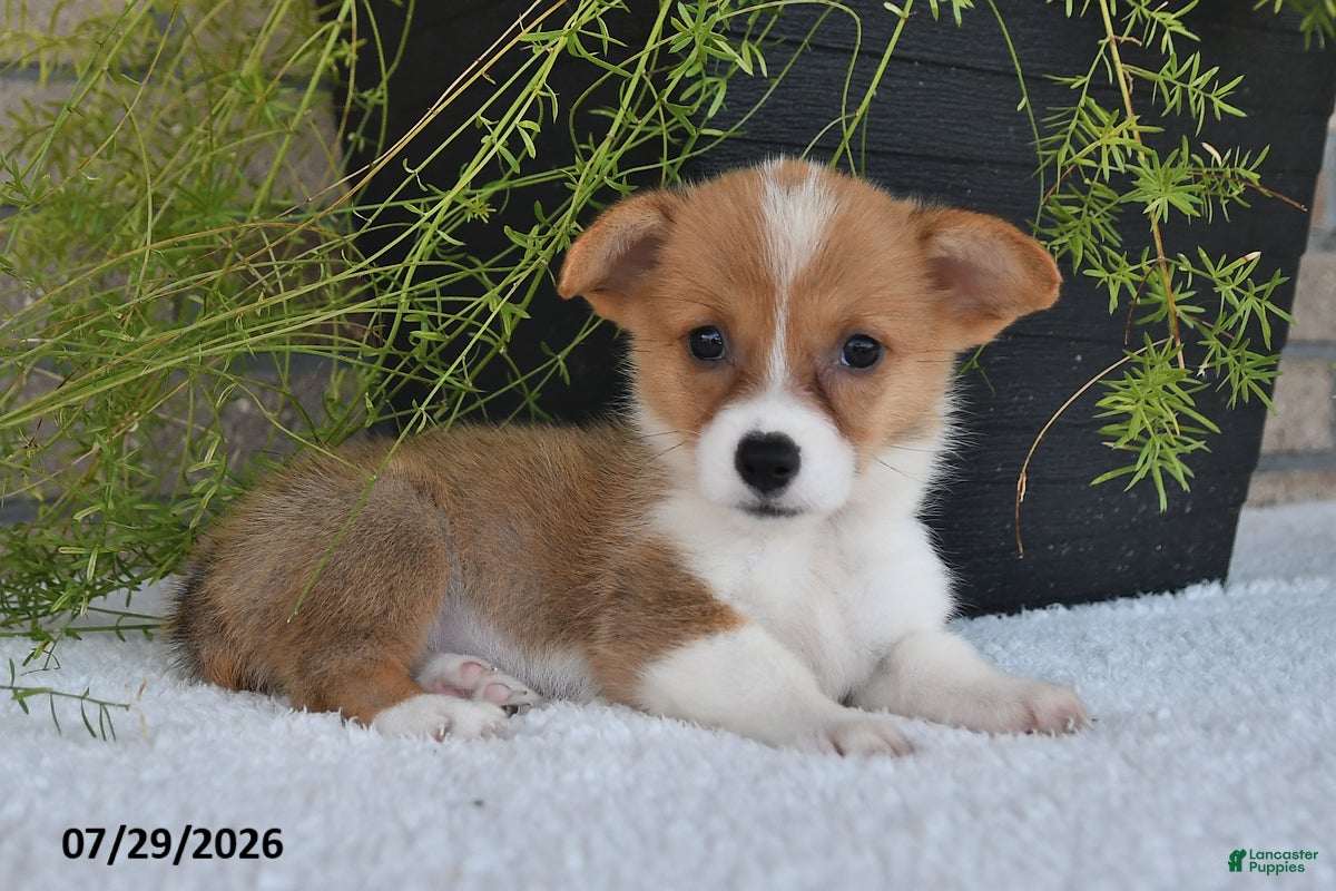 Welsh Corgi Pembroke dogs for sale: Trina - Ad 2