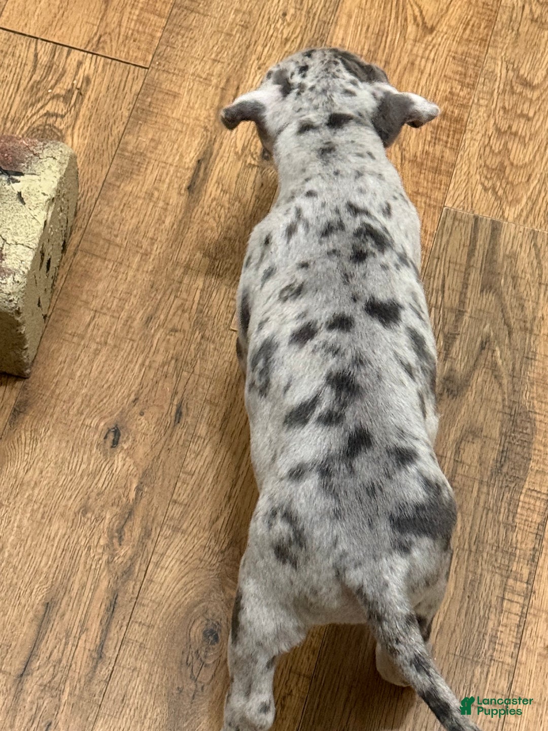 American Bully dogs for sale: American bully classic Puppy 2 - Ad 1