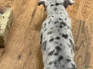 American Bully dogs American bully classic Puppy 2 - Ad 6