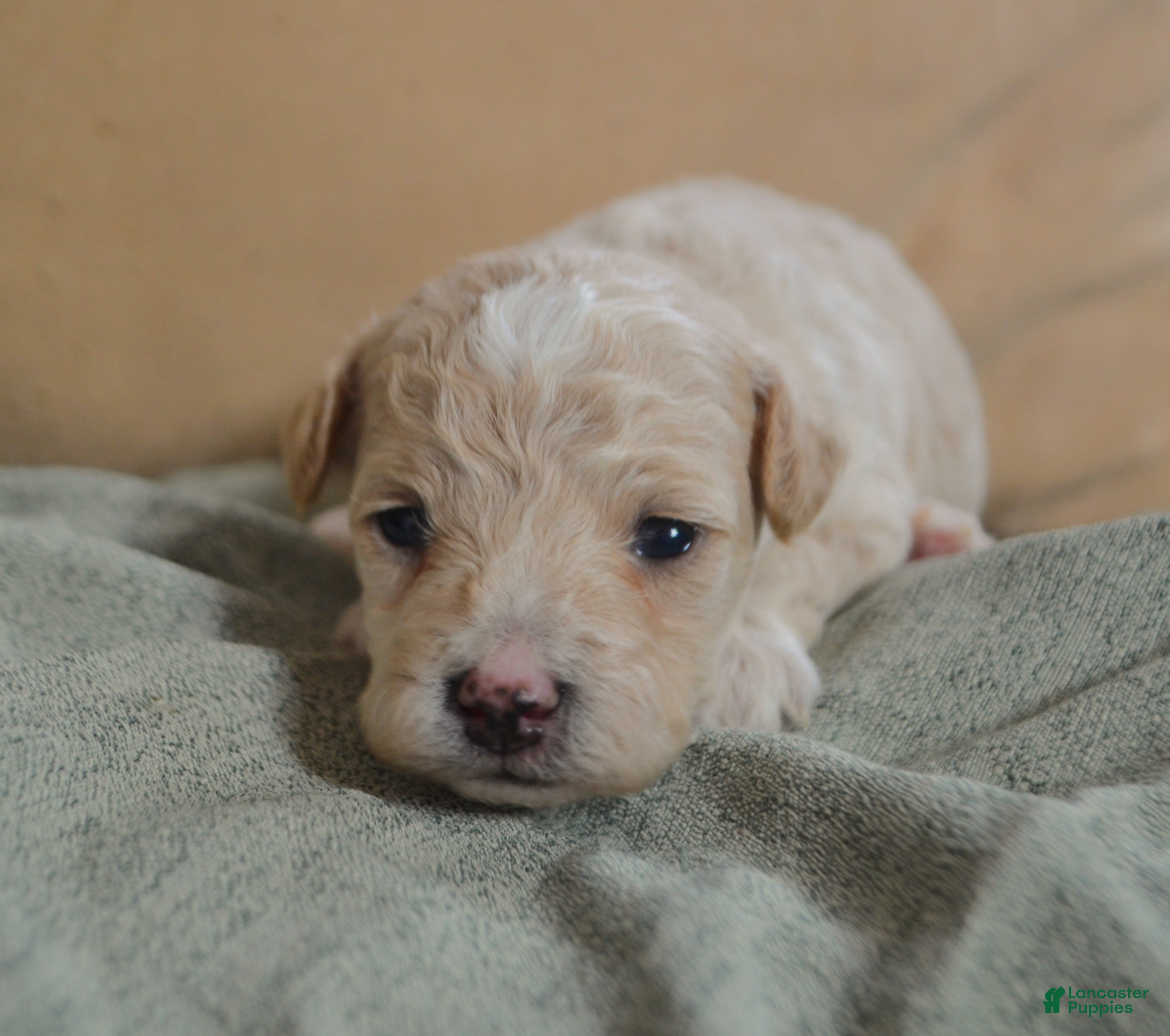 Maltipoo dogs Forrest - Ad 2