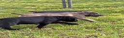 Cane Corso dogs for sale: Cane Corso 1 - Ad 31