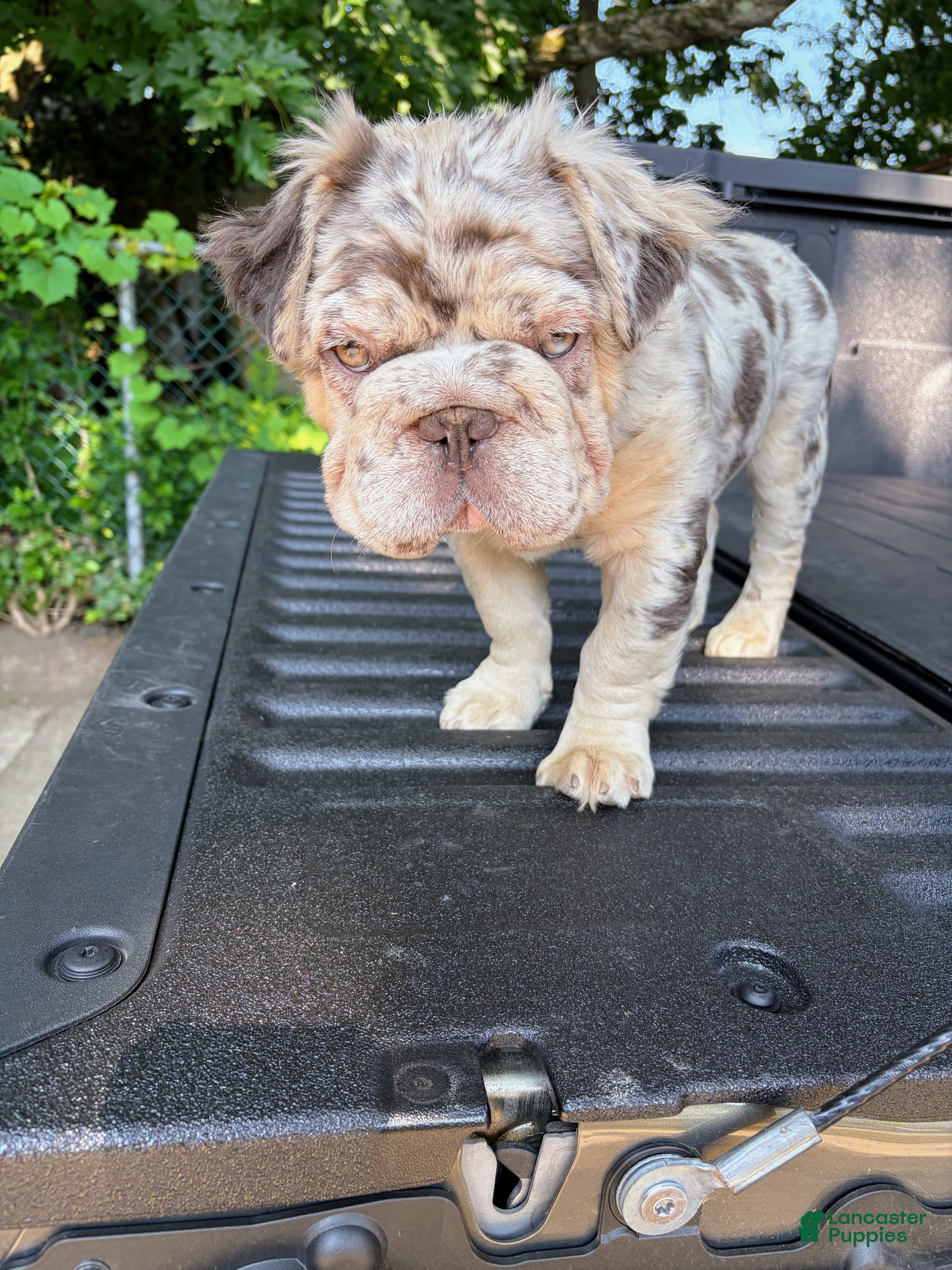 French Bulldog dogs French Bulldog 1 - Ad 2