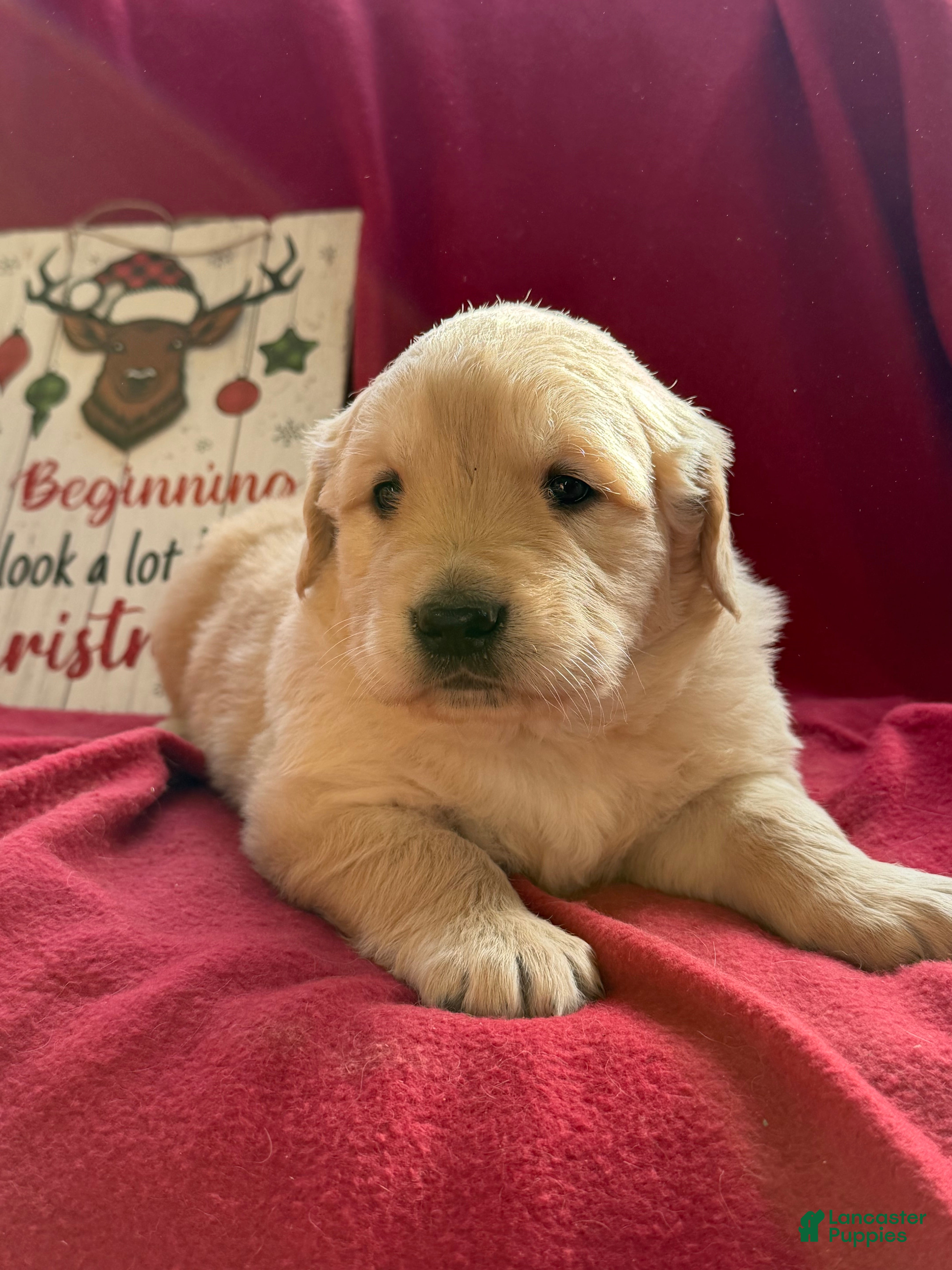 Golden Retriever dogs Gerald - Ad 38