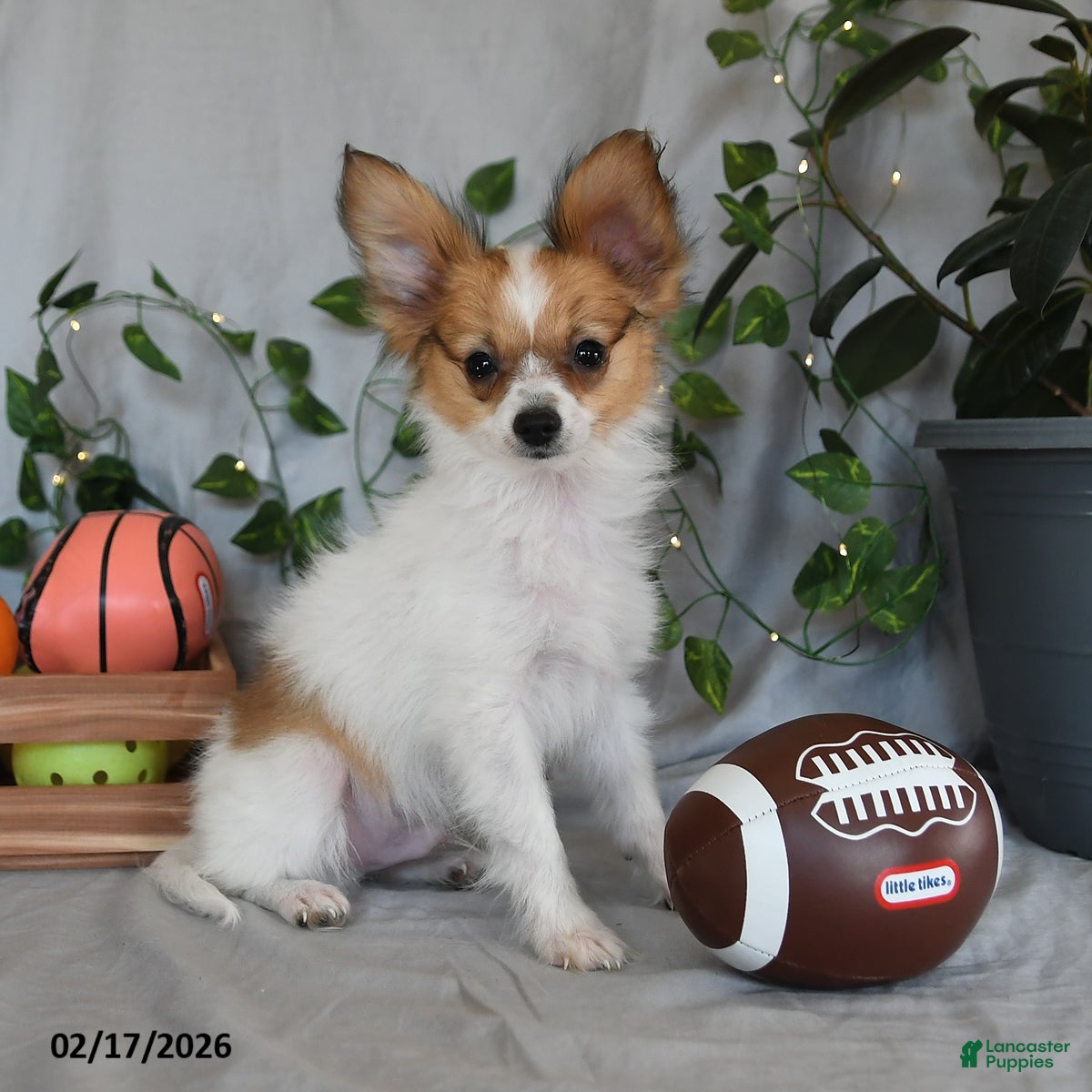 Papillon dogs Nipper - Ad 1