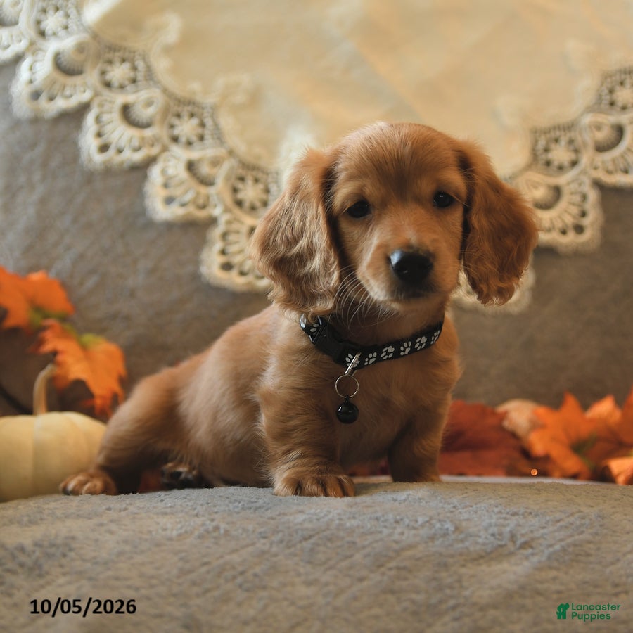 Sawyer (Dachshund, Male) in Ephrata, PA