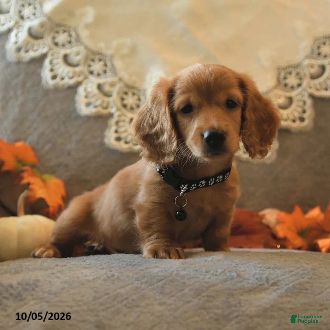 Miniature Dachshund dogs for sale: Sawyer - Ad 1