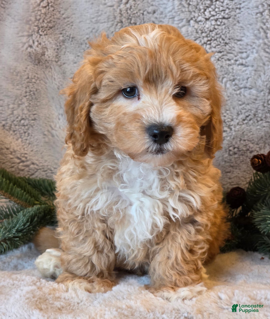 Shihpoo dogs for sale: Tanner - Ad 5