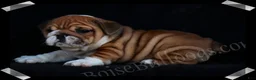 English Bulldog dogs for sale:  Helga (F) - Ad 3