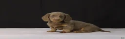 Dachshund dogs for sale: Max - Ad 12