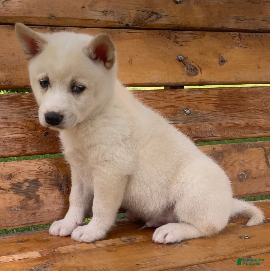 Alaskan Klee Kai dogs for sale: Blue Eyes Little Beau~! - Ad 14