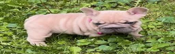 French Bulldog dogs for sale: Aster - Ad 4