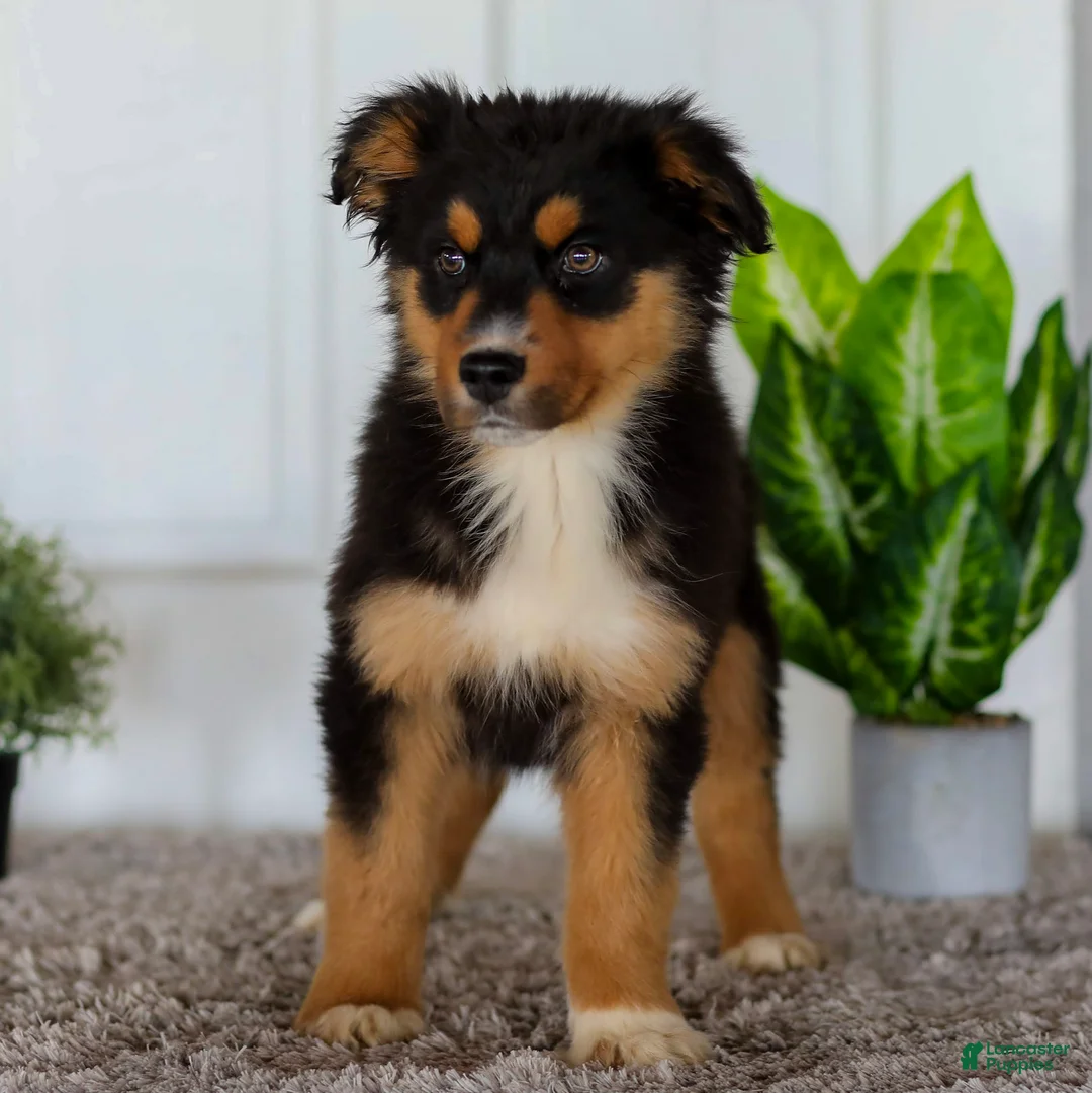 Australian Shepherd dogs for sale: Eddie - Ad 1