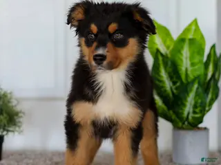 Australian Shepherd dogs for sale: Eddie - Ad 1