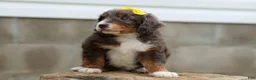 Mini Bernedoodle dogs for sale: Jasper 🐾 🦴 - Ad 10