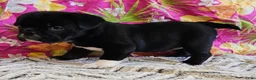 Mixed Breed dogs for sale: SALE! Mini Dolly Dimples - Ad 4