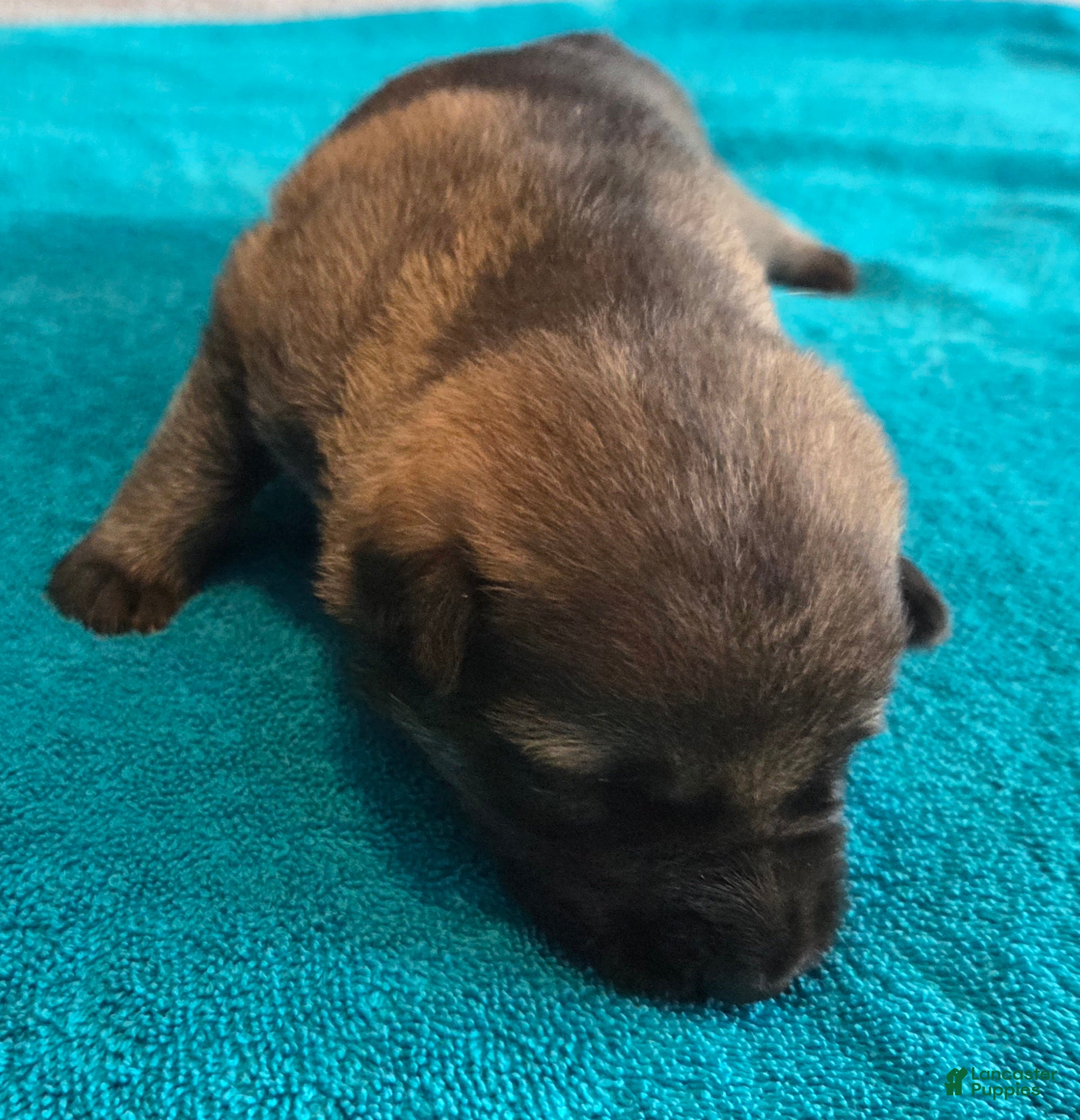 German Shepherd dogs Jolly - Ad 1